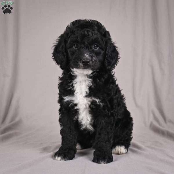 cooper, Cockapoo Puppy